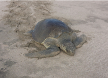 Hacienda Iguana - Turtle